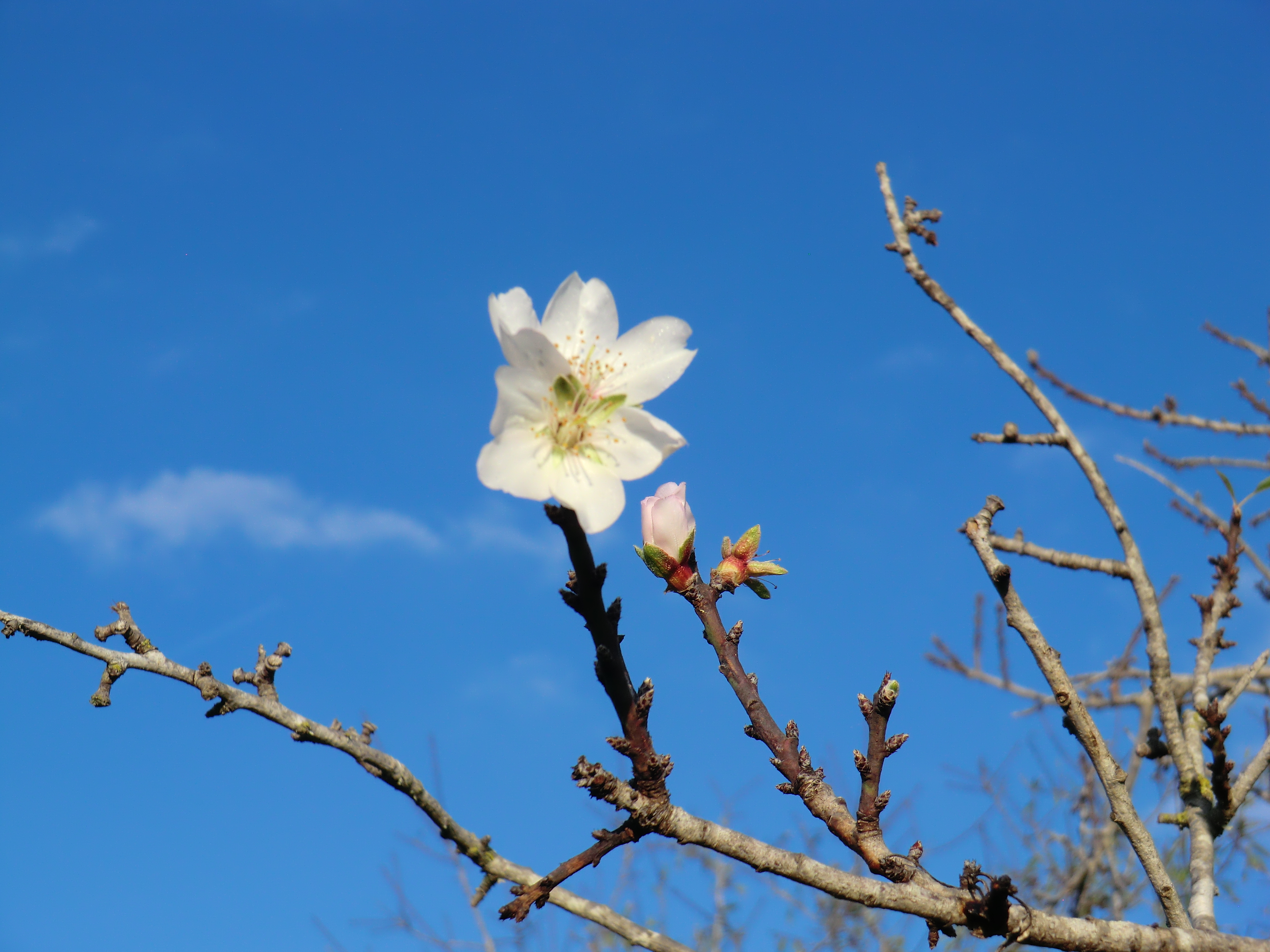 Bild einer Mandelblüte zur auflockerung